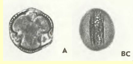 ,    (S. alba L.)